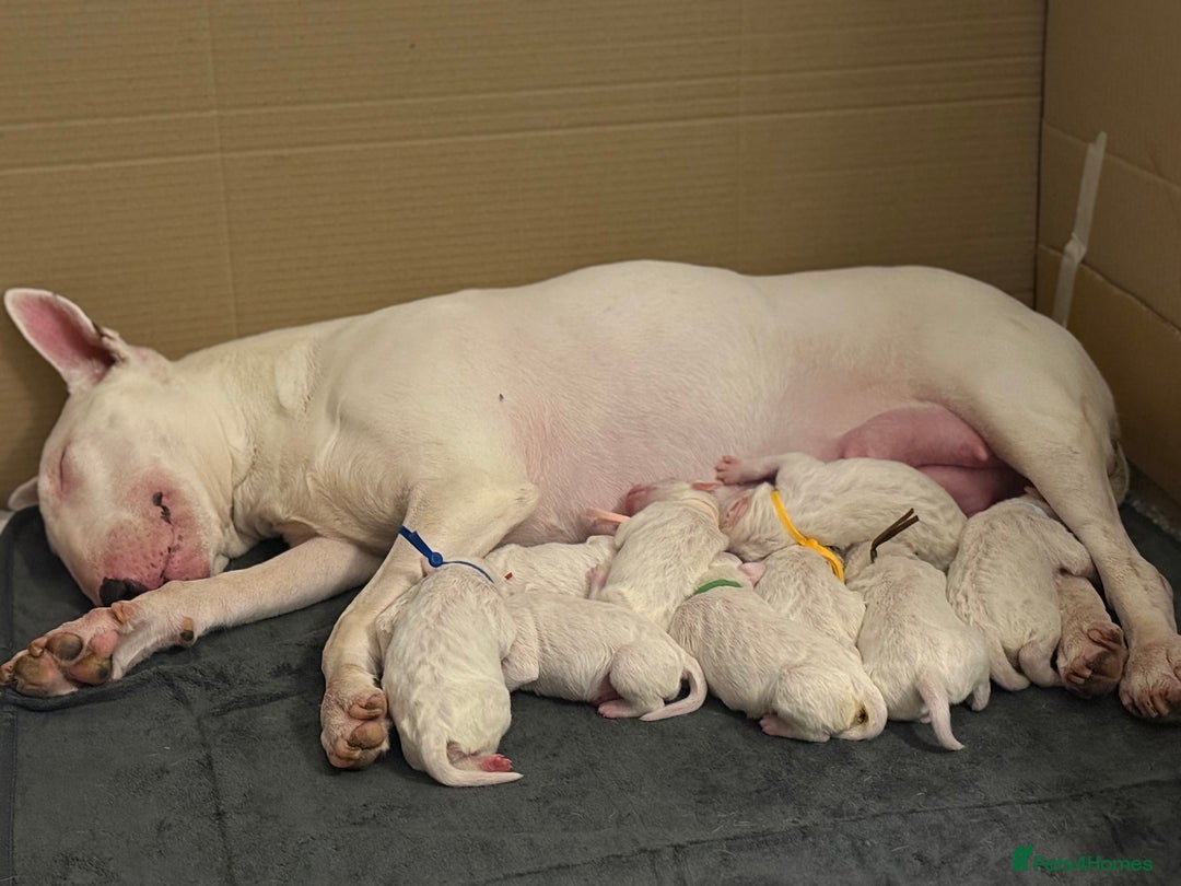 English Bull Terrier dogs for sale: Outstanding English Bull Terrier Puppies - Image 17