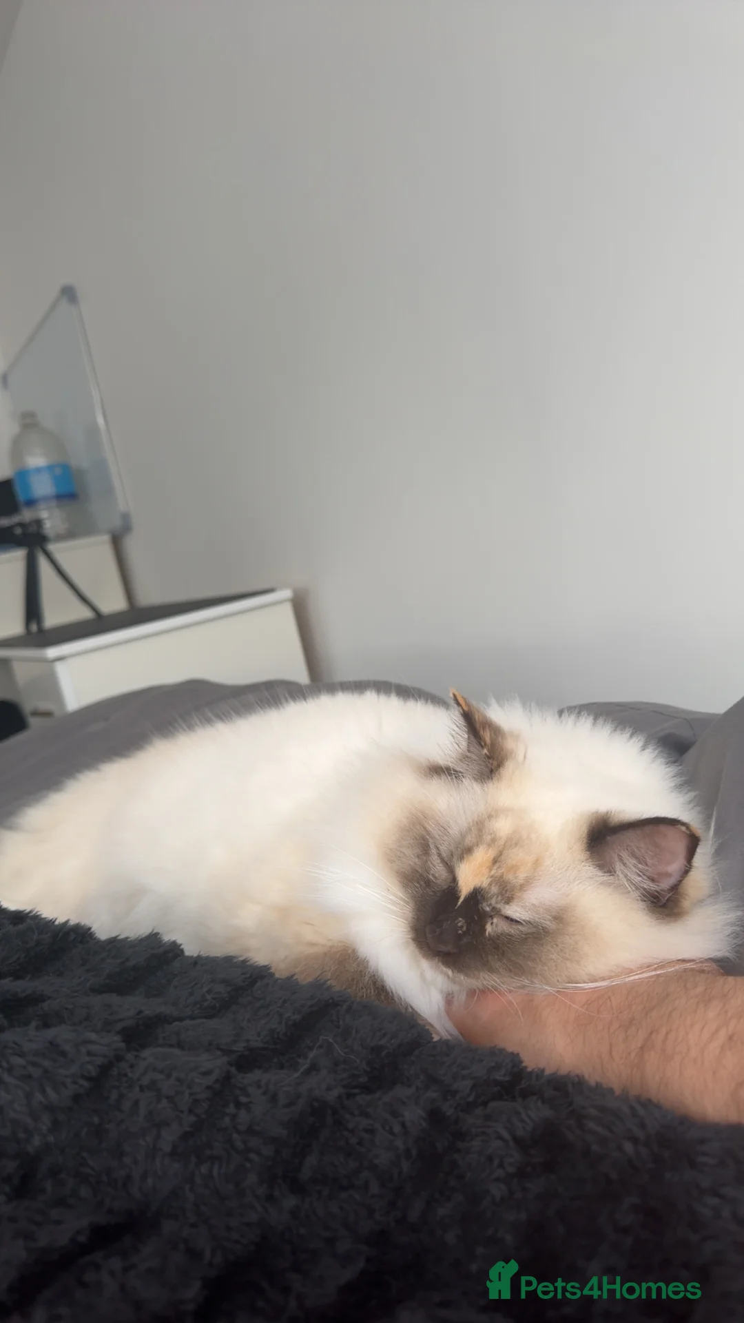 Ragdoll cats for sale: 2 year old Ragdoll Girl - Advert 5