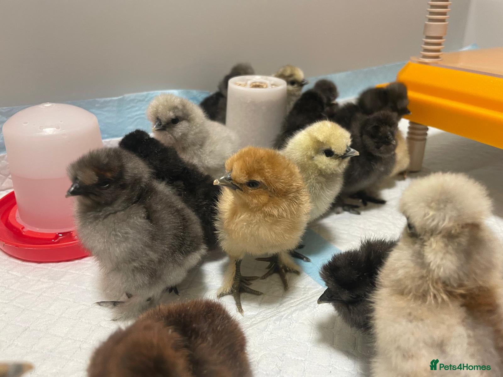 Chickens poultry Beautiful Bantam Silkie Chicks   - Advert 2