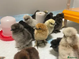 Chickens poultry Beautiful Bantam Silkie Chicks - Advert 2