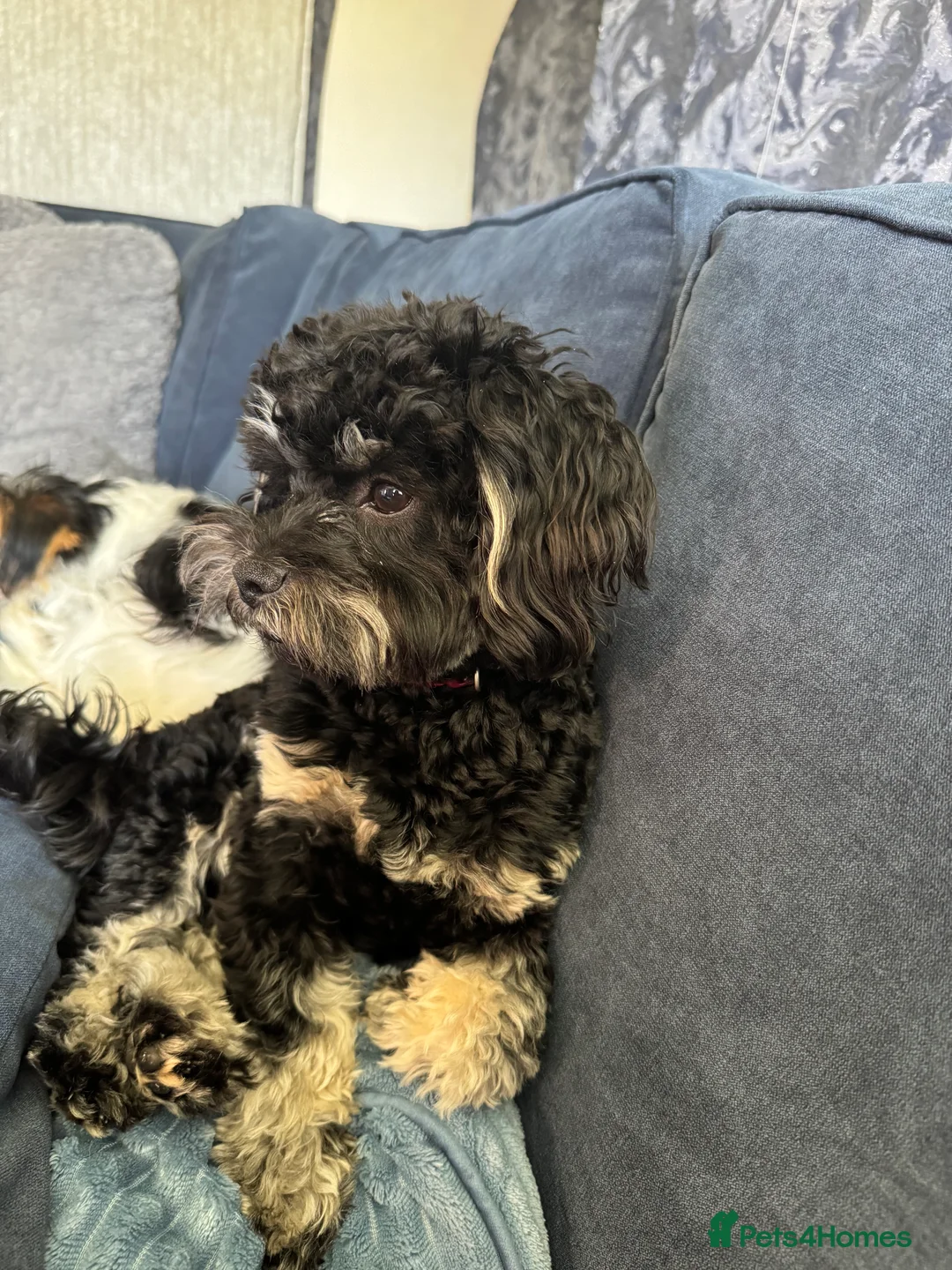 Shihpoo dogs for stud: gorgeous Shihpoo boy for studding  - Advert 6