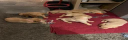 Labrador Retriever dogs for sale: Yellow/Red working Labradors - Advert 7