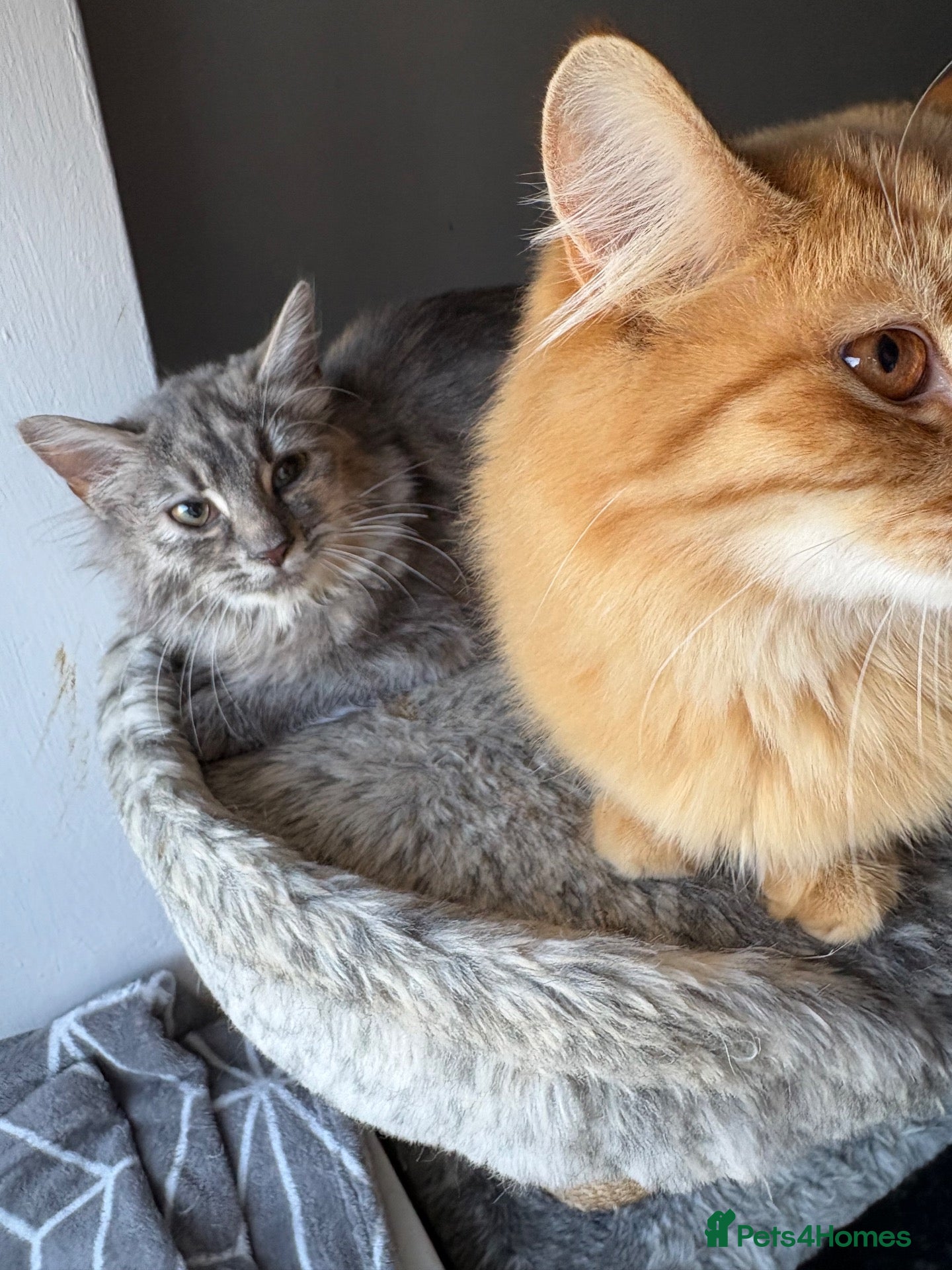 Mixed Breed cats female grey and ginger kitten - Advert 2