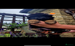 German Shepherd dogs for sale: KC reg health tested German shepherd puppies  - Image 9