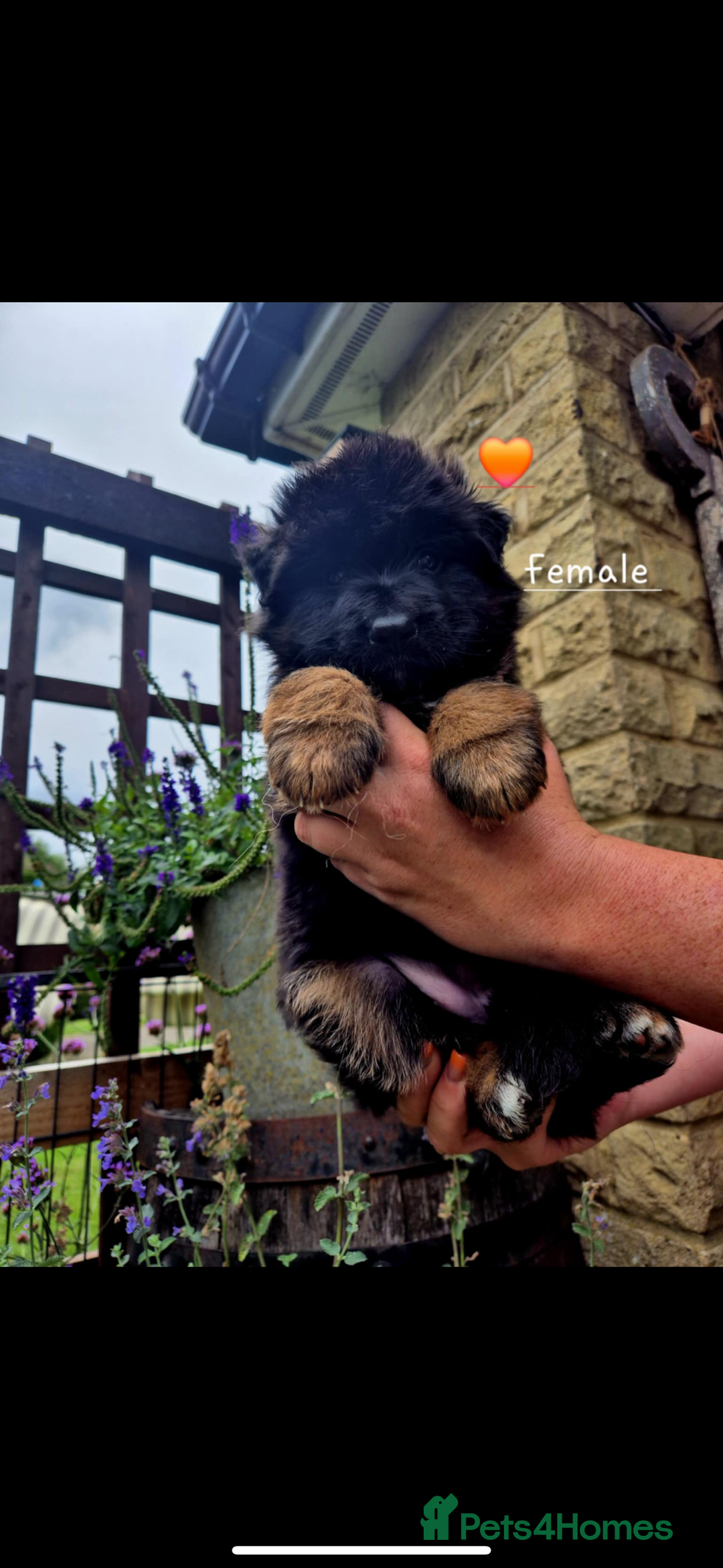 German Shepherd dogs for sale: KC reg health tested German shepherd puppies  - Image 9