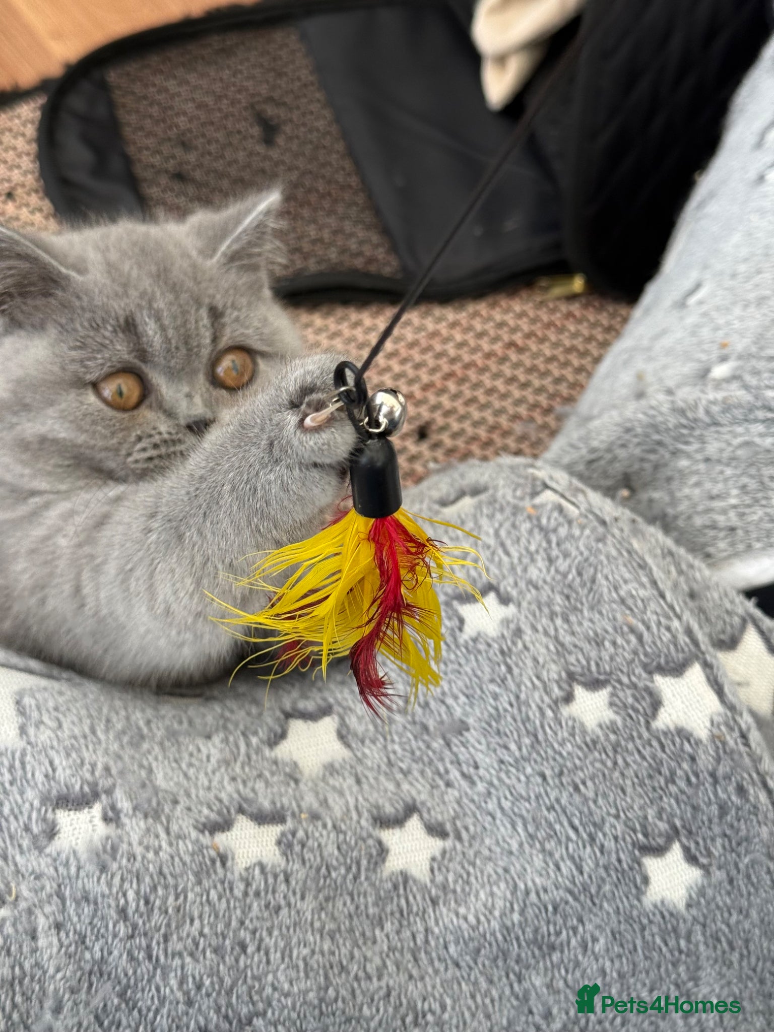 British Shorthair cats for sale: Pedigree British Shorthair Kittens ready to go! - Advert 18