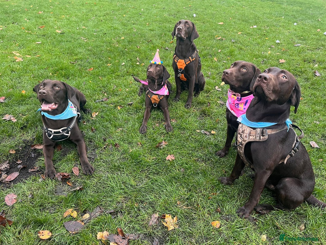 Labrador Retriever dogs for sale: Puppies due between 6-13 February  - Advert 3