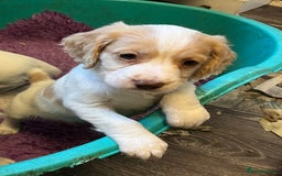 Cocker Spaniel dogs for sale: Working Cocker Spaniels - Image 5