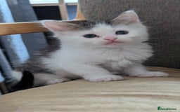 Maine Coon cats for sale: 5 Beautiful Maine Coon kittens available! 😻 - Image 20