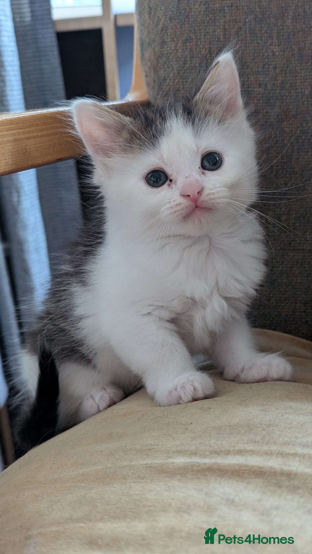 Maine Coon cats for sale: 5 Beautiful Maine Coon kittens available! 😻 - Image 20