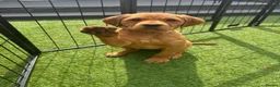 Cockerdor dogs for sale:  Cockerdor fox red puppies - Advert 8
