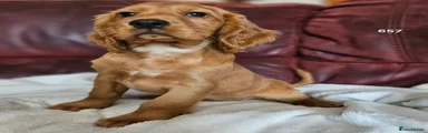 Cocker Spaniel 2