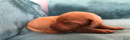 Hungarian Vizsla dogs for sale: Playfull and cheeky hungarian vizsla puppies  - Advert 21