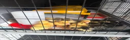 Ducks poultry for sale: Mixed Breed Ducklings  - Advert 3