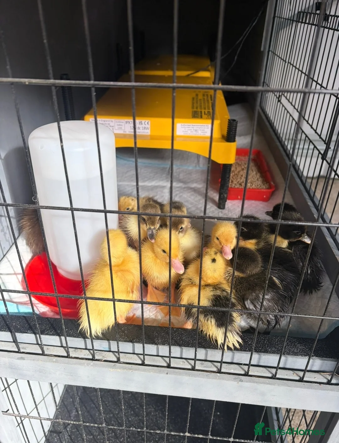 Ducks poultry for sale: Mixed Breed Ducklings  - Advert 3
