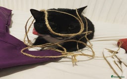 British Shorthair cats for sale: Juno and Minnie - Image 12