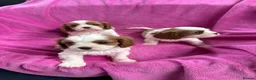 Cavalier King Charles Spaniel dogs for sale: Cavalier King Charles Spaniel puppies - Advert 22