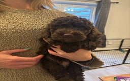 Cockapoo dogs for sale: Cute cockapoo puppies  - Image 3