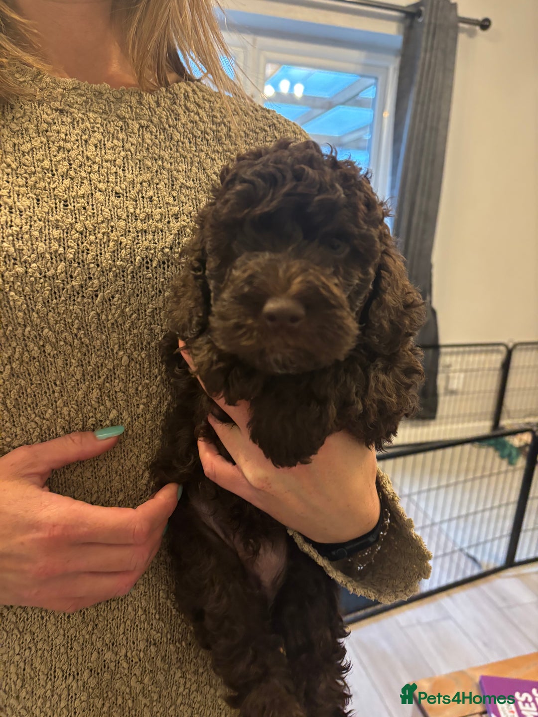 Cockapoo dogs for sale: Cute cockapoo puppies  - Image 3
