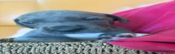 Great Dane dogs for sale: Ready to go! Pedigree blue & black Great Dane Pups - Advert 28