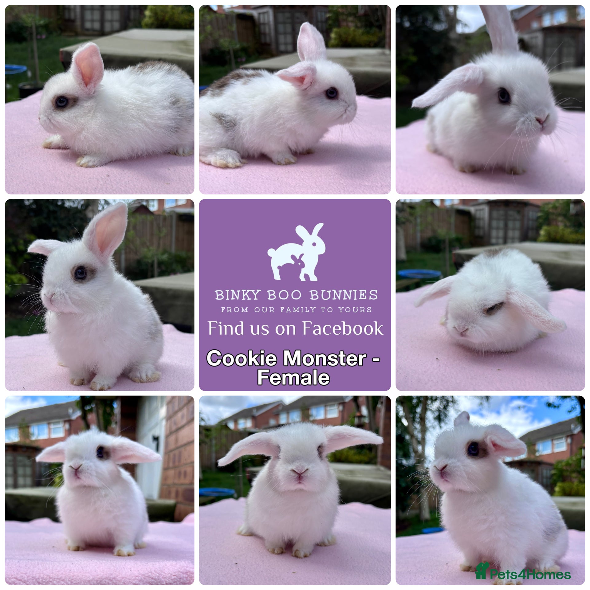 Mini Lop rabbits Baby Bunnies - Ready Now - Advert 4