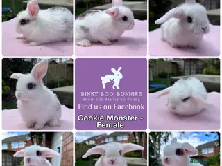 Mini Lop rabbits Baby Bunnies - Ready Now - Advert 4