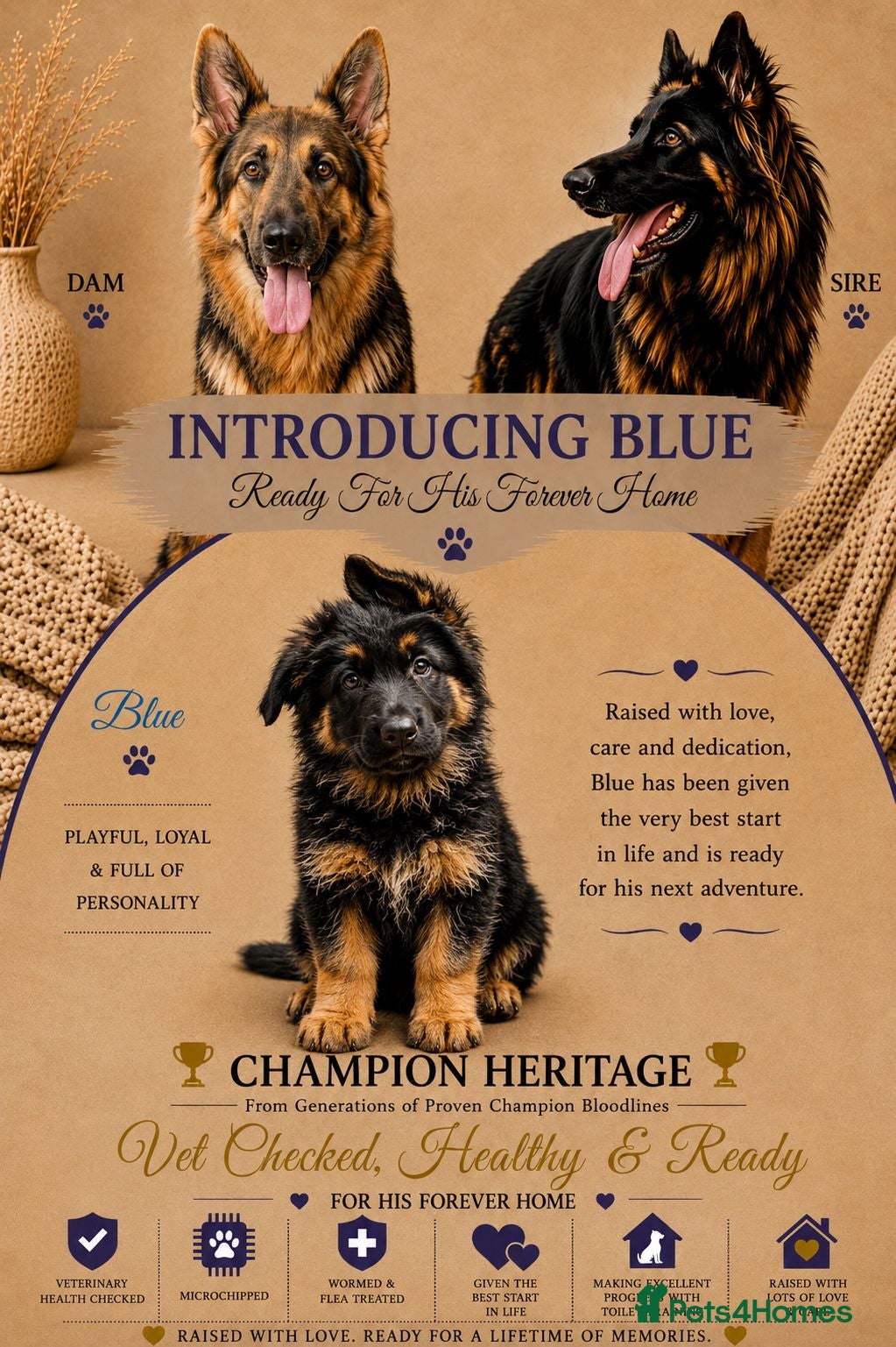German Shepherd dogs 1 healthy straight back KC registered male GSP - Advert 1