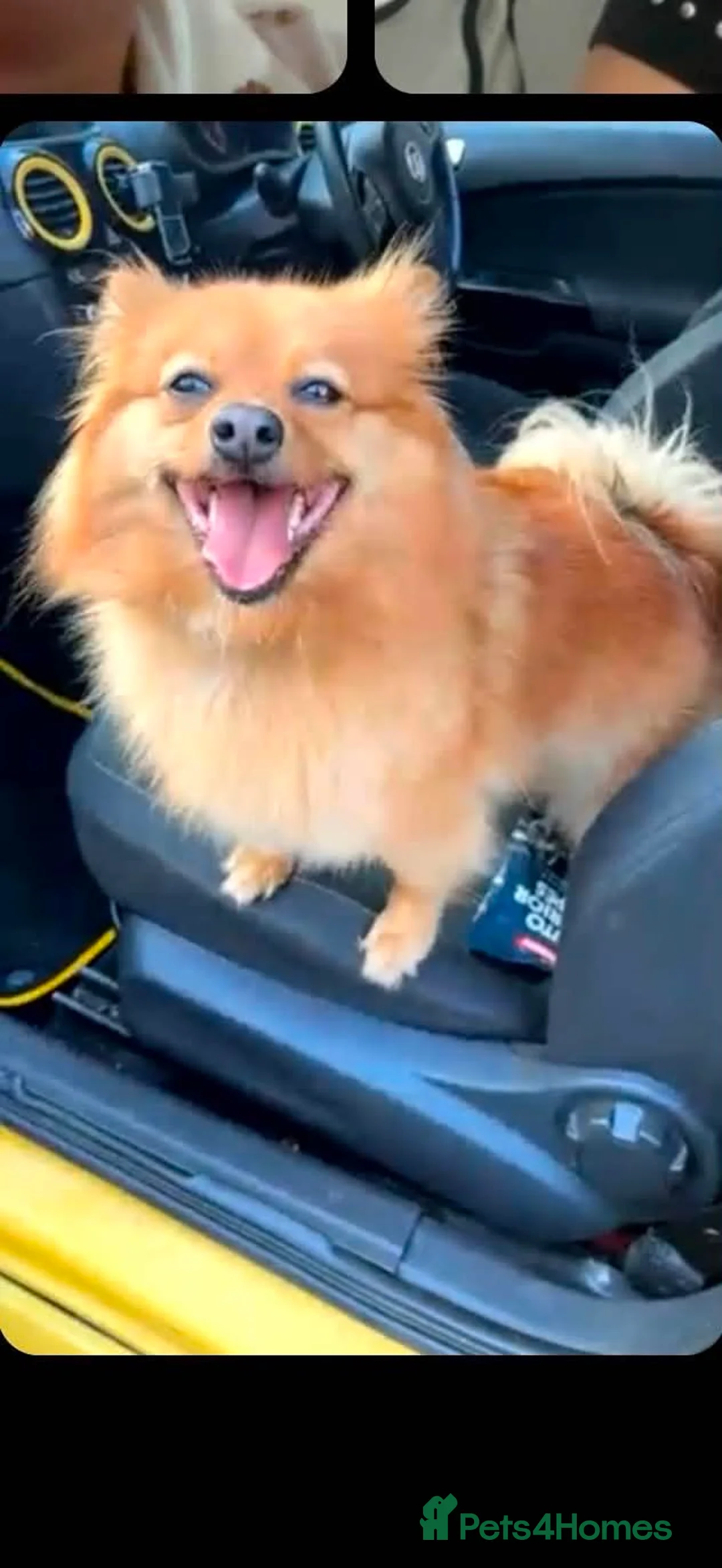 Pomeranian dogs for sale: For free only to good parents Pomeranian girl  in Halifax - Advert 2