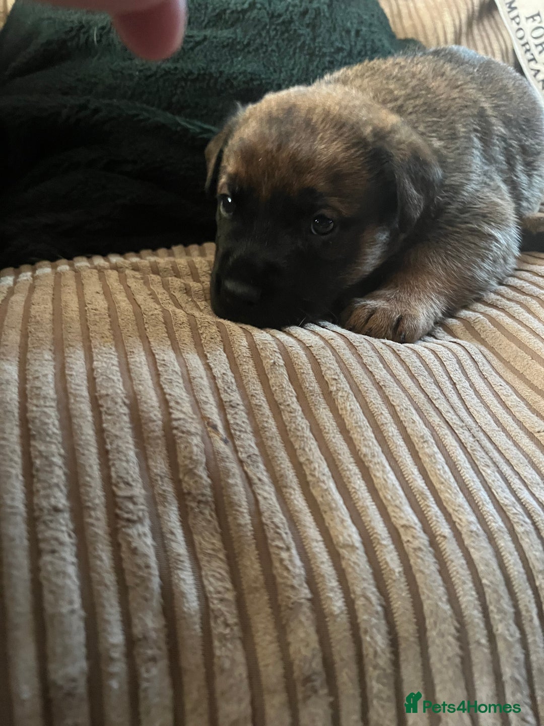 Mixed Breed dogs for sale: Rottweiler x Belgian malinoise  - Image 4