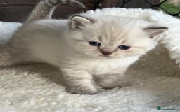 British Shorthair cats for sale: Beautiful white/creme British shorthair kittens - Image 5