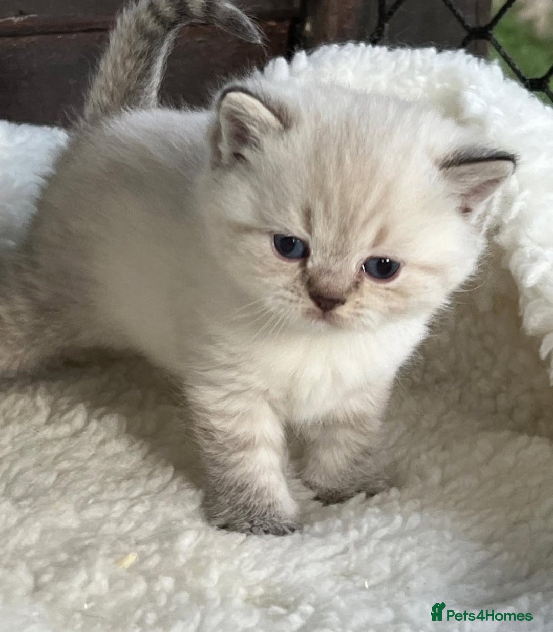 British Shorthair cats for sale: Beautiful white/creme British shorthair kittens - Image 5