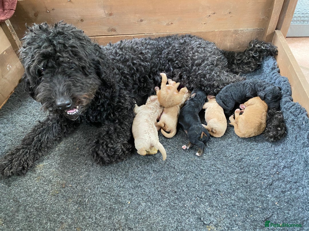 Australian Labradoodle dogs for sale: Adorable 3/4 Australian Labradoodle Puppies  - Image 5