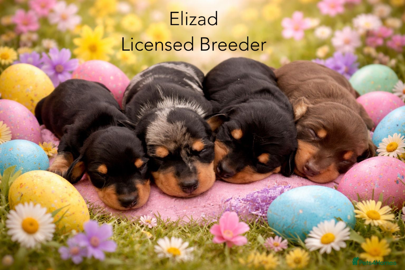 Miniature Dachshund dogs Licensed. Min smooth, kc/health tested ready 25/5  - Advert 9