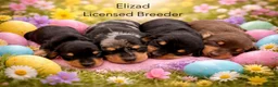 Miniature Dachshund dogs for sale: Licensed. Min smooth, kc/pra clear ready 25/5  - Advert 15
