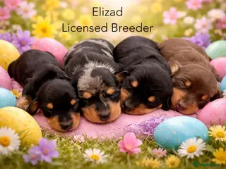 Miniature Dachshund dogs Licensed. Min smooth, kc/health tested ready 25/5 - Advert 5