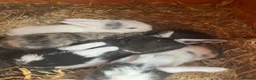 Mini Lop rabbits for sale: Mini Lop Babies - Ready to leave end of July  - Advert 4
