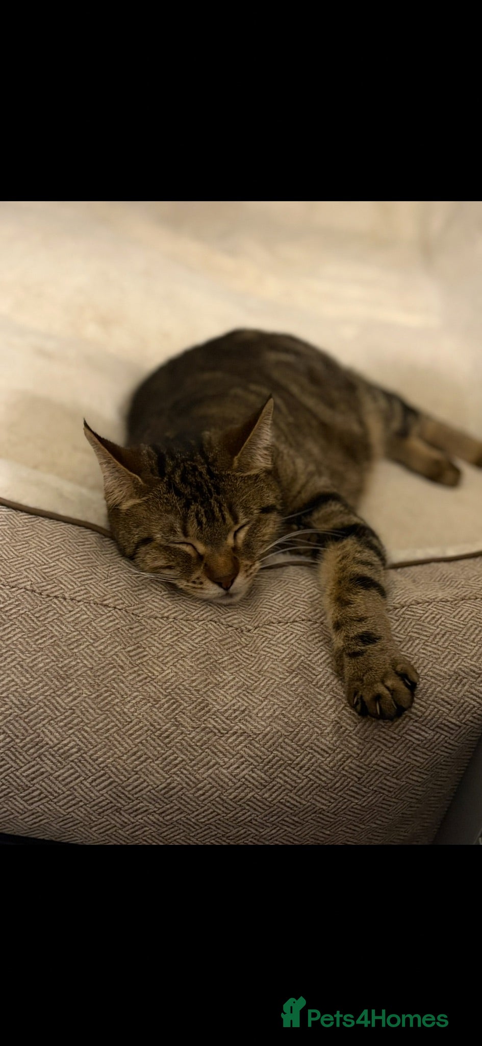 Mixed Breed cats 6 Hand-Reared Kittens Looking for Loving Homes - Advert 1