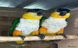 Parrots birds for sale: Proven Pair of Caiques - Image 3