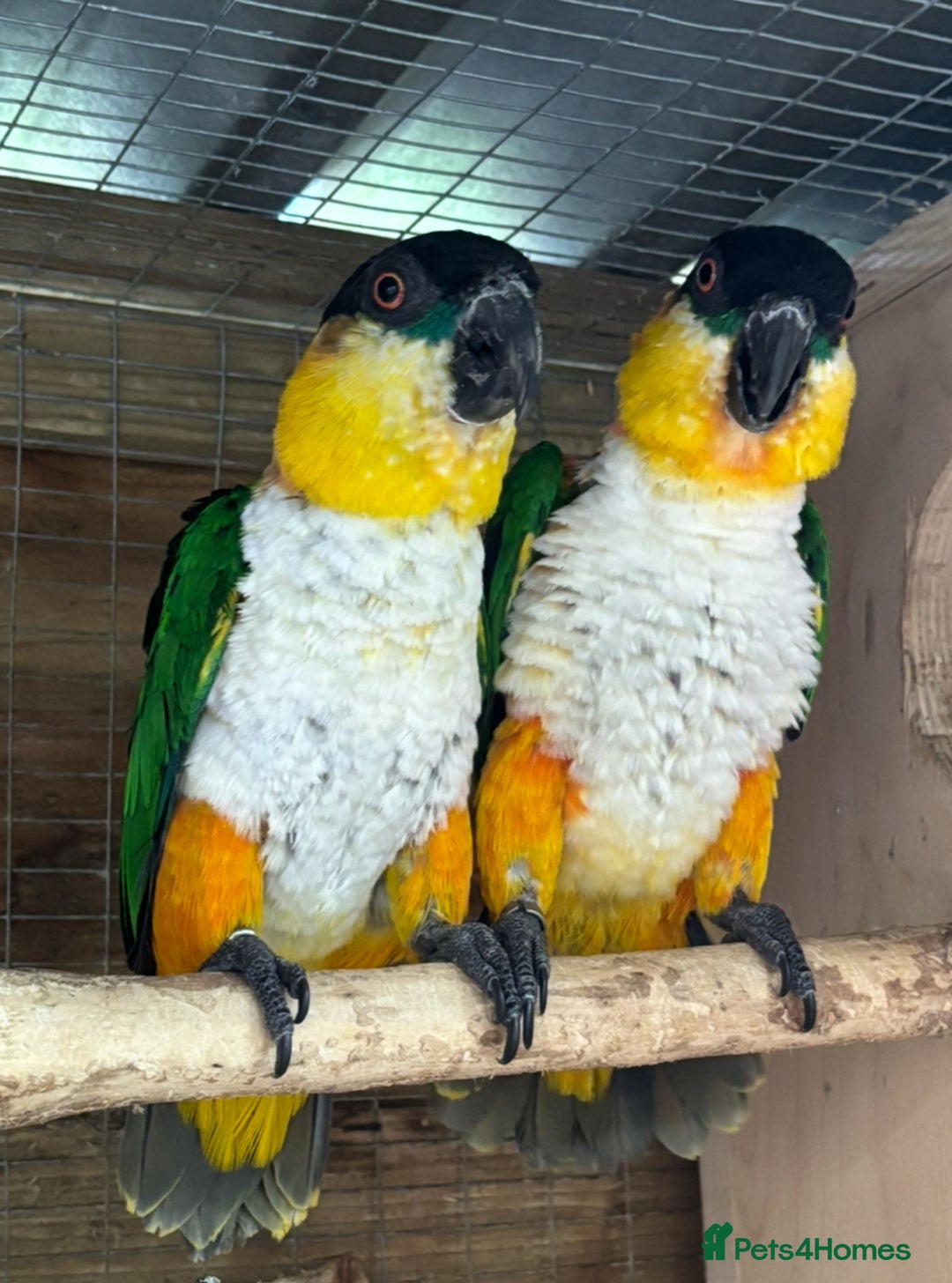 Parrots birds for sale: Proven Pair of Caiques - Image 3