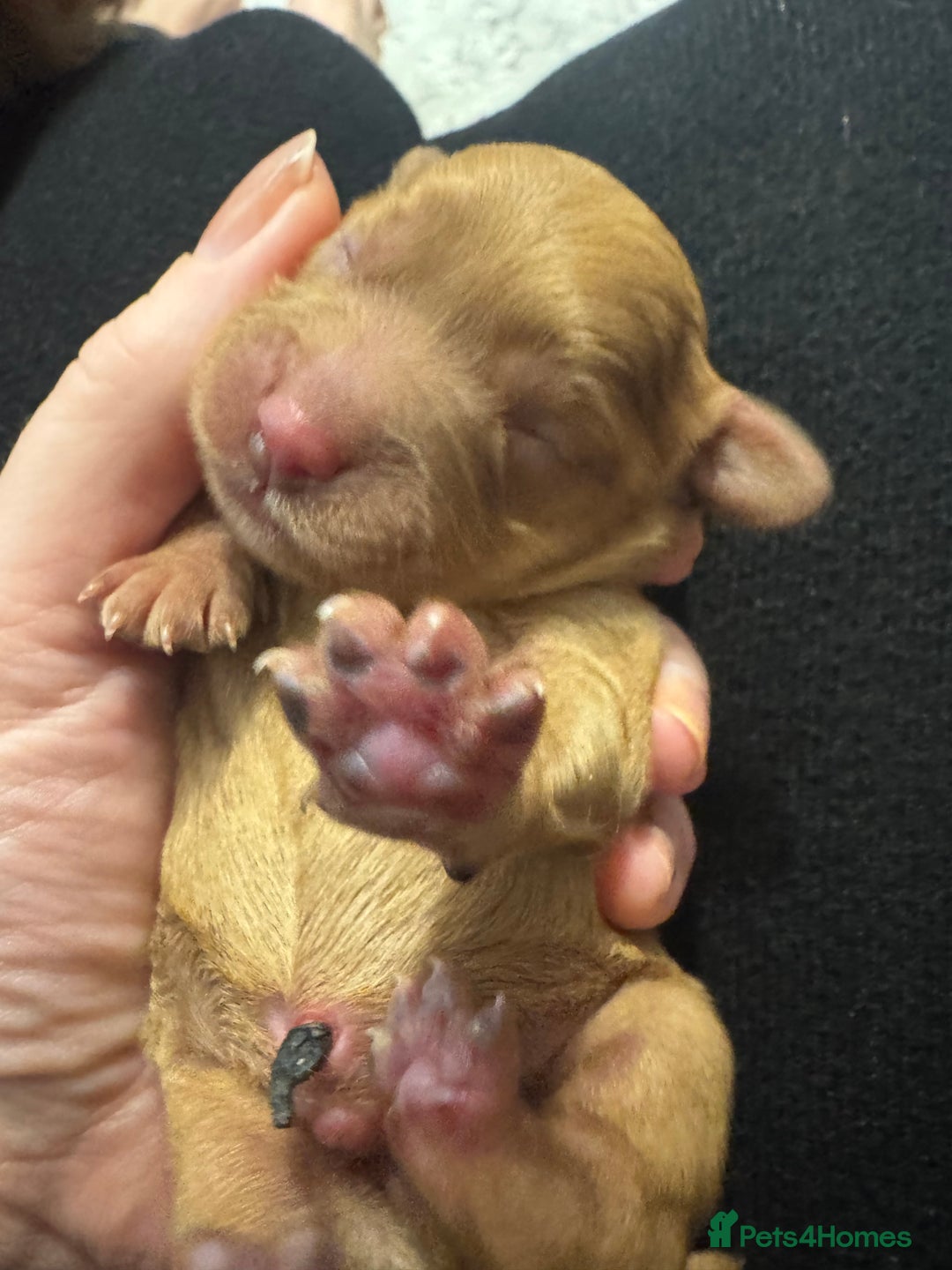 Cavapoo dogs for sale: F1 Cavapoos females  - Advert 3