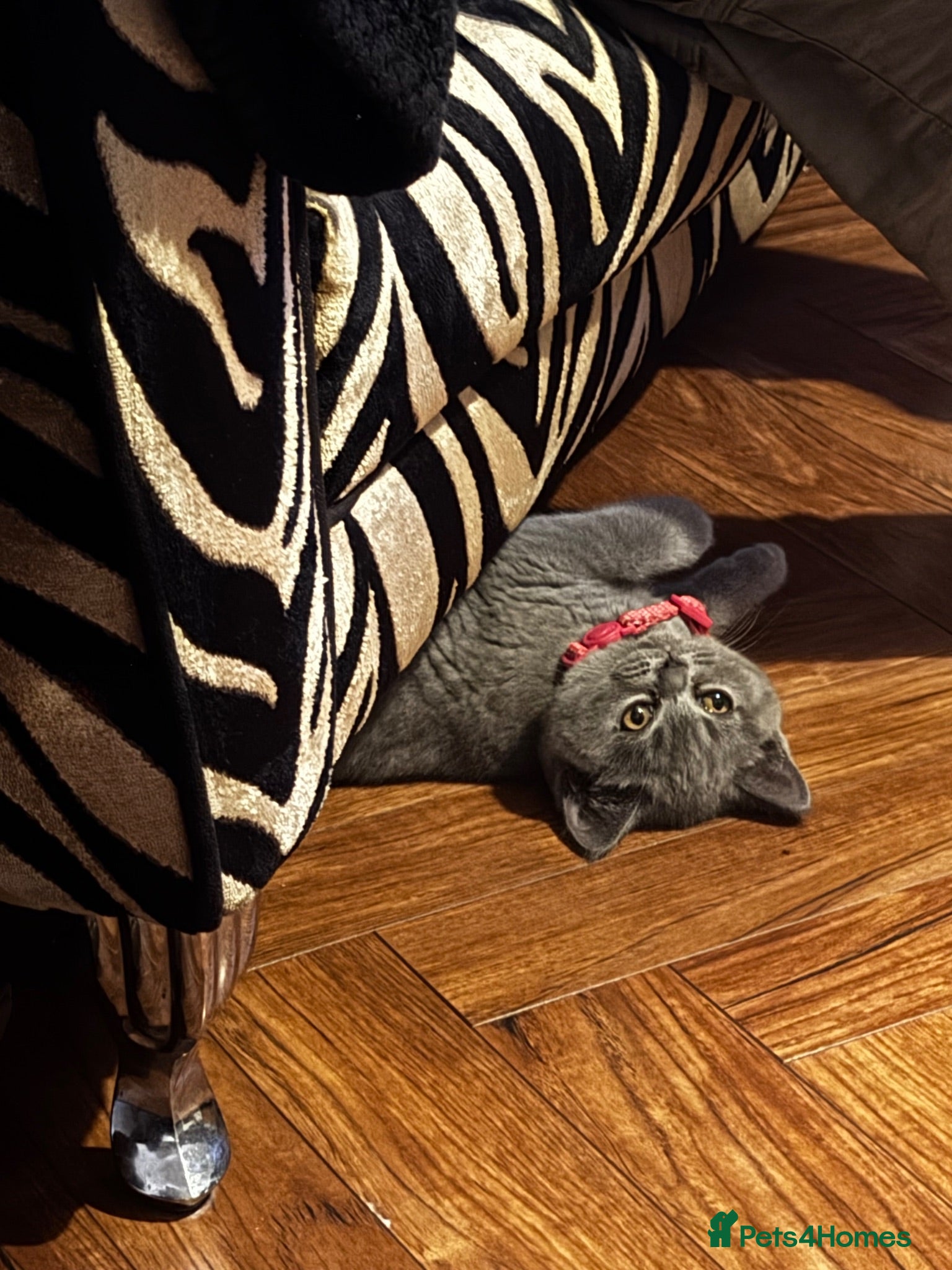 British Shorthair cats Mela  - Advert 1