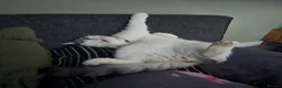 Exotic cats for sale: Exotic Male - Advert 5