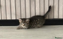 Mixed Breed cats for sale: Last female tabby Ready to go  - Advert 3