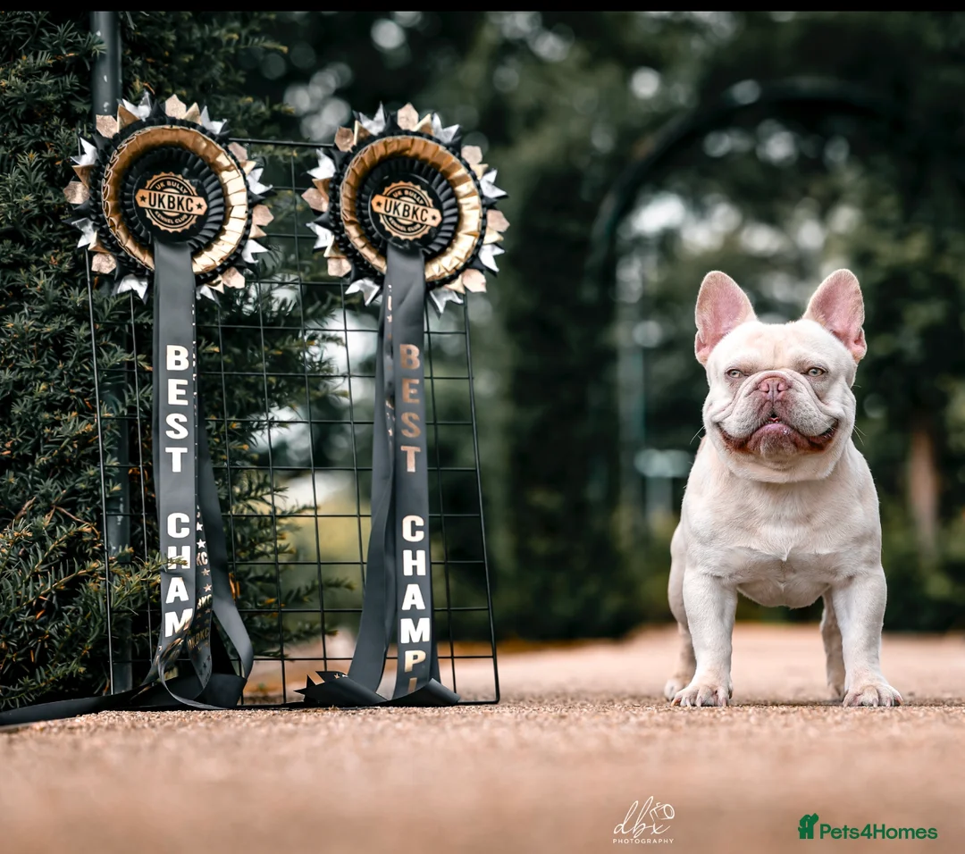 French Bulldog dogs for stud: Frenchie stud champion Flava  in Kings Langley - Advert 9