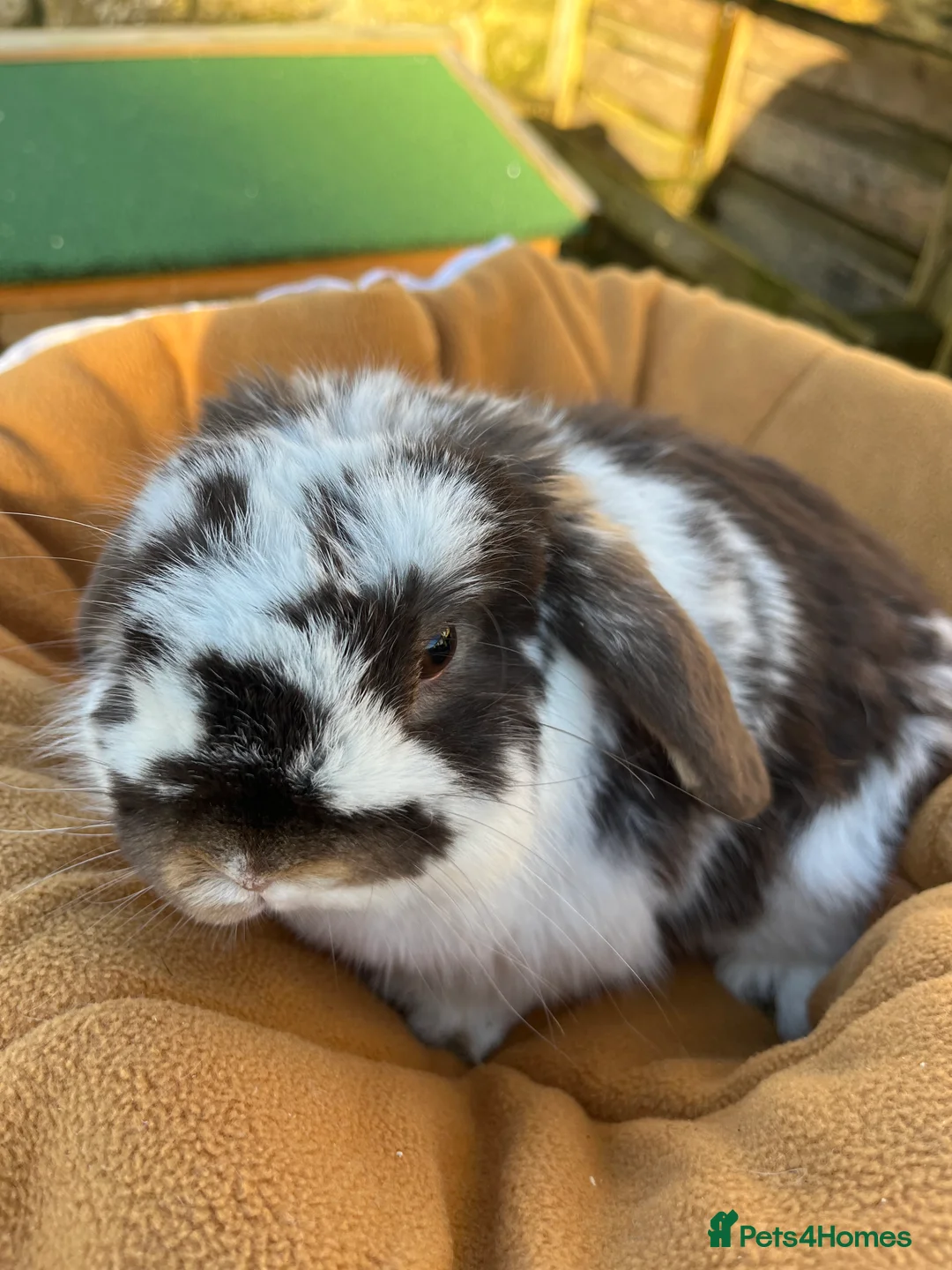 Mini Lop rabbits for sale: Gorgeous chocolate butterfly buck  - Advert 2