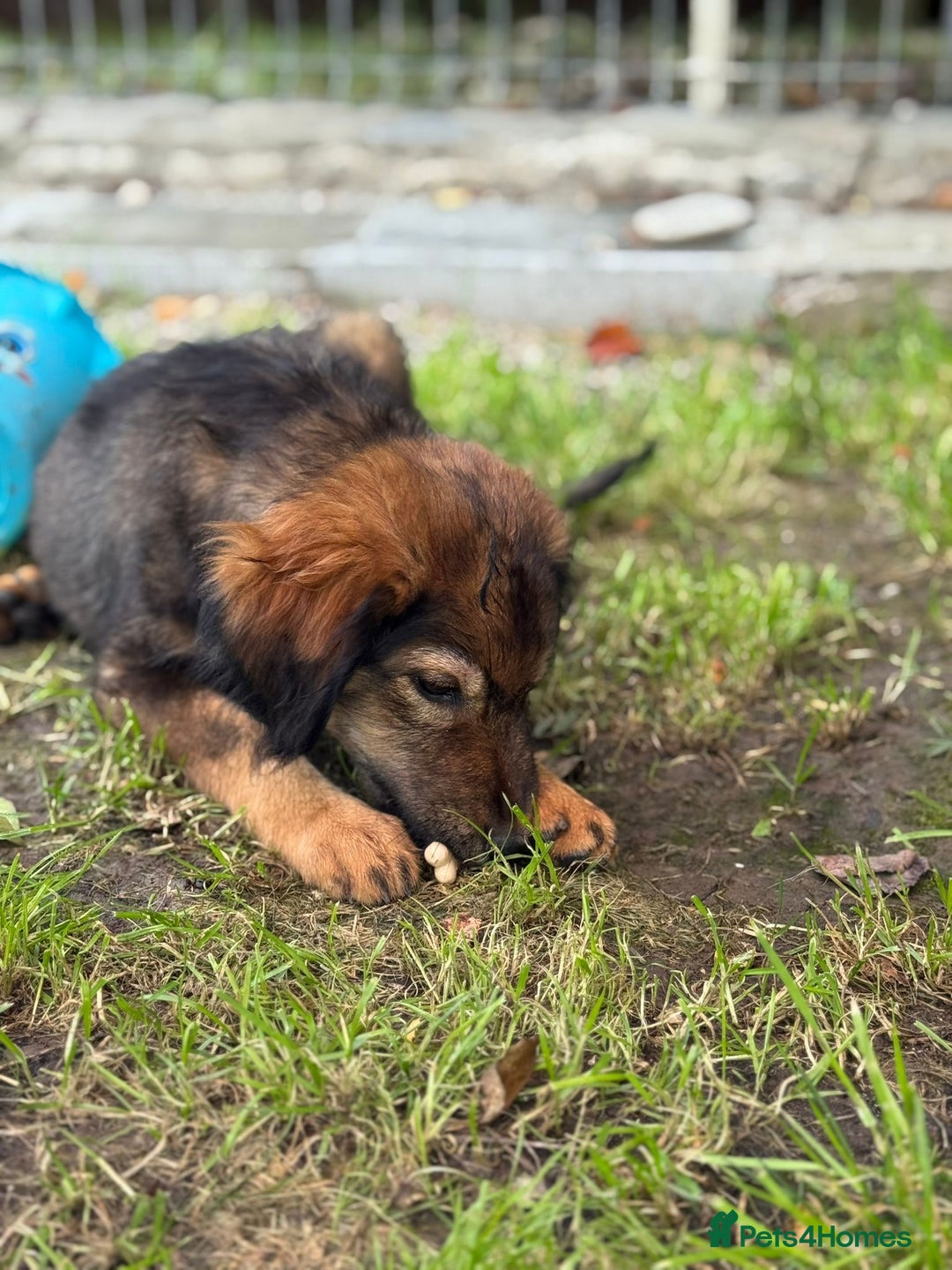 Mixed Breed dogs for adoption: RITA – a Superb young Girl for a Loving Home - Advert 21