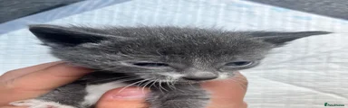 Mixed Breed Kitten 2