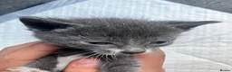 Mixed Breed cats for sale: Gorgeous kittens in Milton Keynes - Advert 37