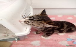 Mixed Breed cats for sale: 2friendly male kittens  - Image 2