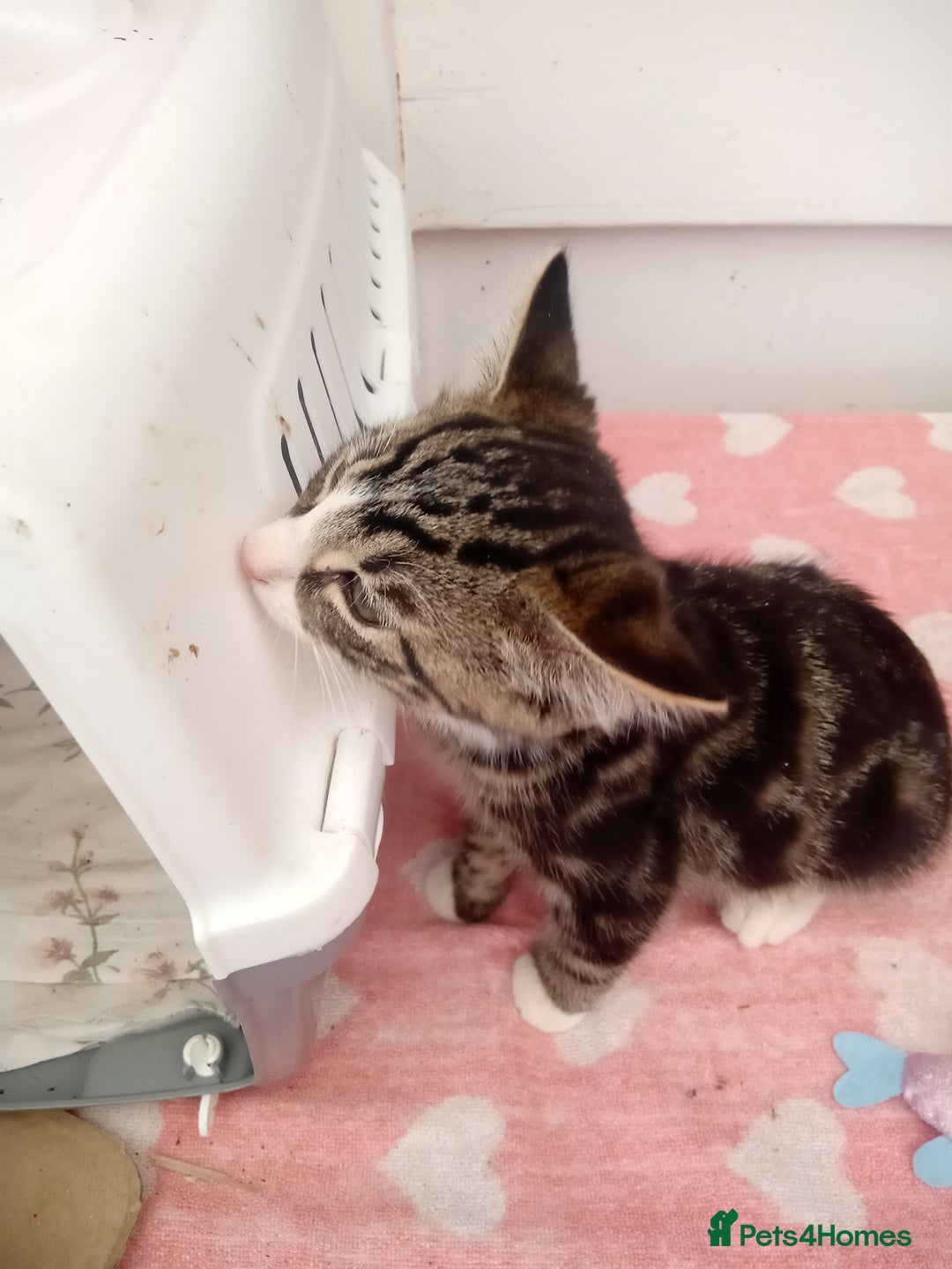 Mixed Breed cats for sale: 2friendly male kittens  - Image 2
